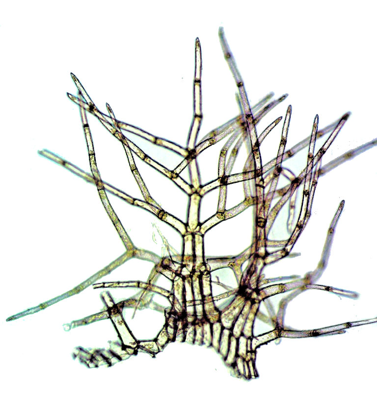 Trichocolea tomentella